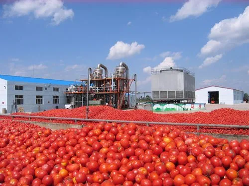 Pasta de tomate en conserva de calidad superior