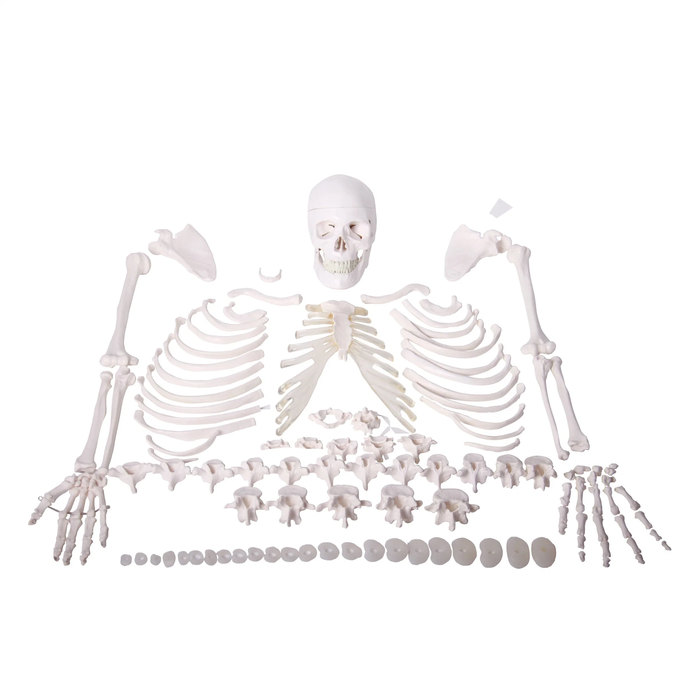 Laboratory Models Nature Size Human Whole Body Bone Model Disarticulated Skeleton with Skull for Medical Use