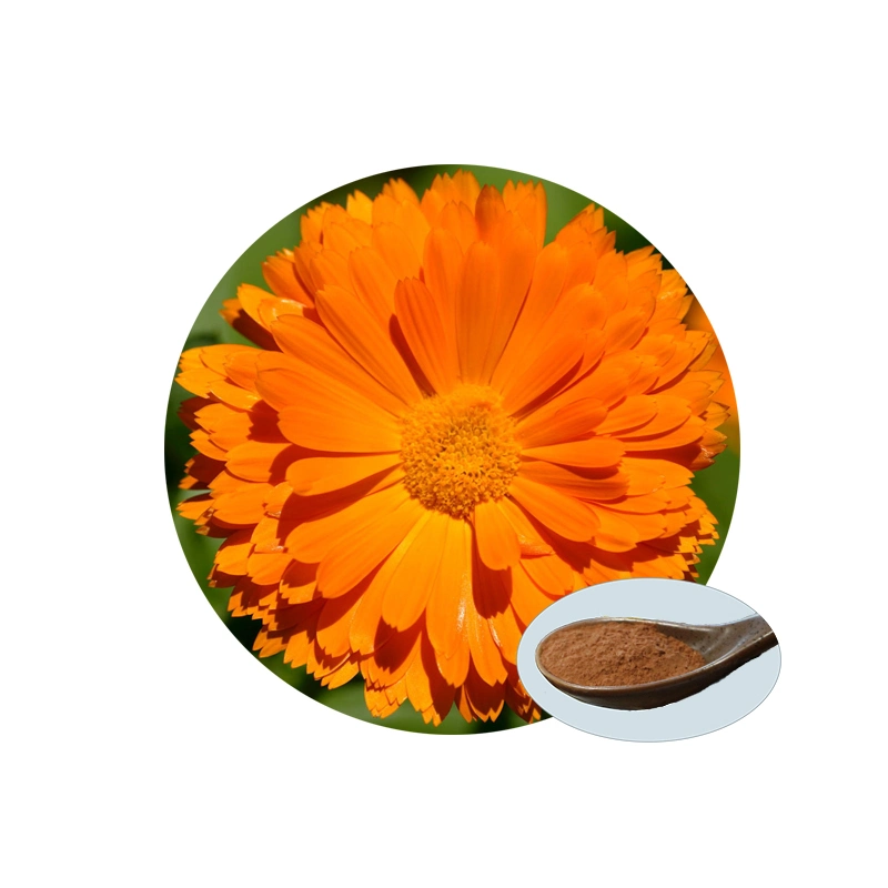 100% Pure and Natural Marigold Extract for Eye Care