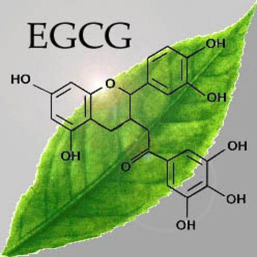 Fornecer 98% extracto de chá verde EGCG 98% 989-51-5