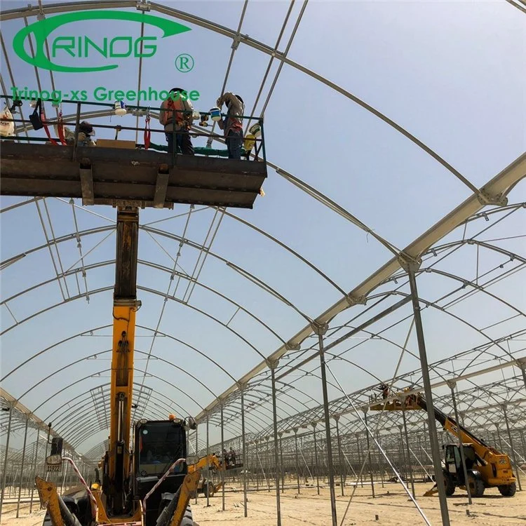 High quality/High cost performance  China Supplier Multi-Span Film Greenhouse with Side Vent and Roof Vent for Agriculture Production