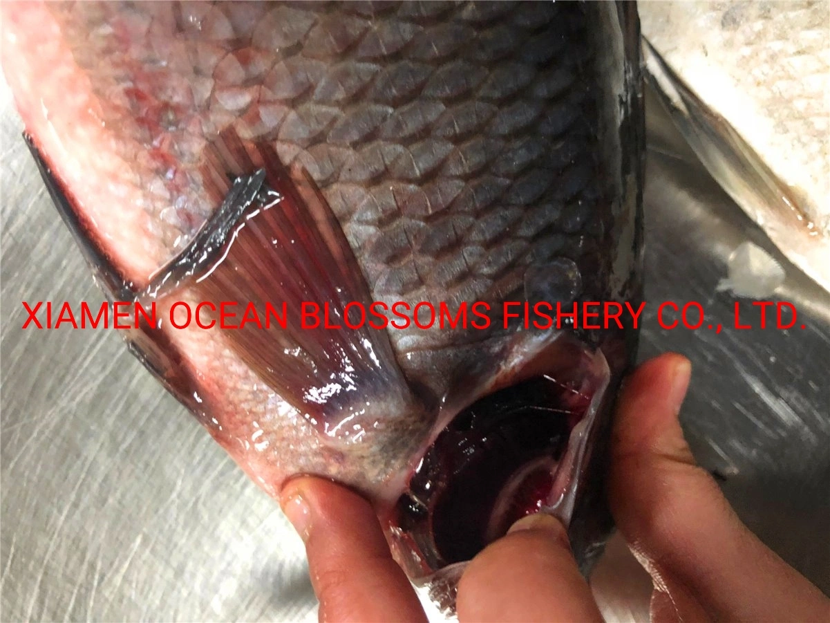 Buy Live Frozen Tilapia Fish From Oceanblossoms Supplier