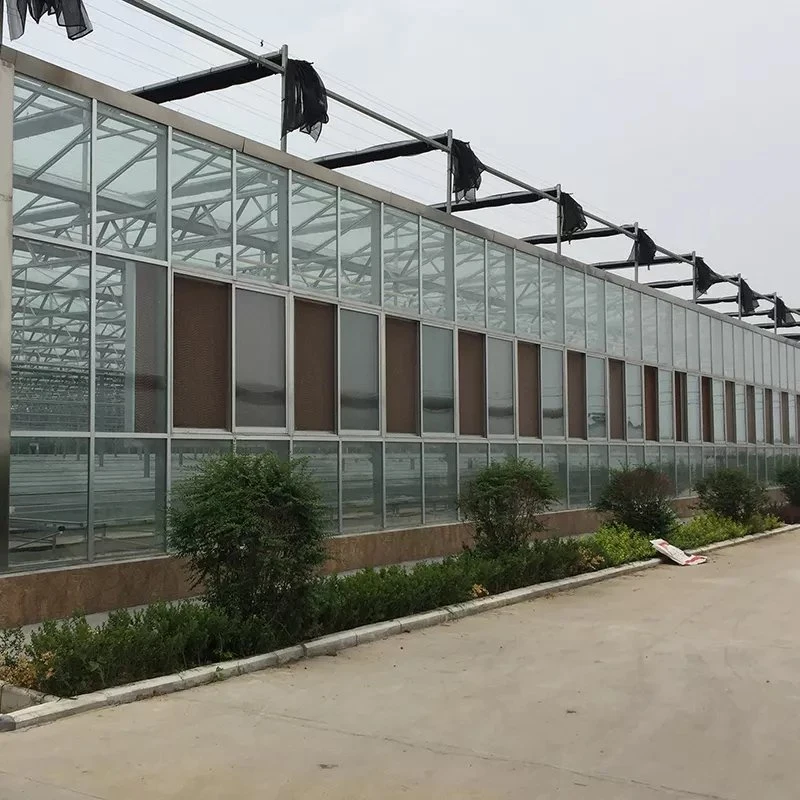 The Glass Greenhouse Factory Sells Well and Is Used for Planting Vegetables and Flowers with High quality/High cost performance 