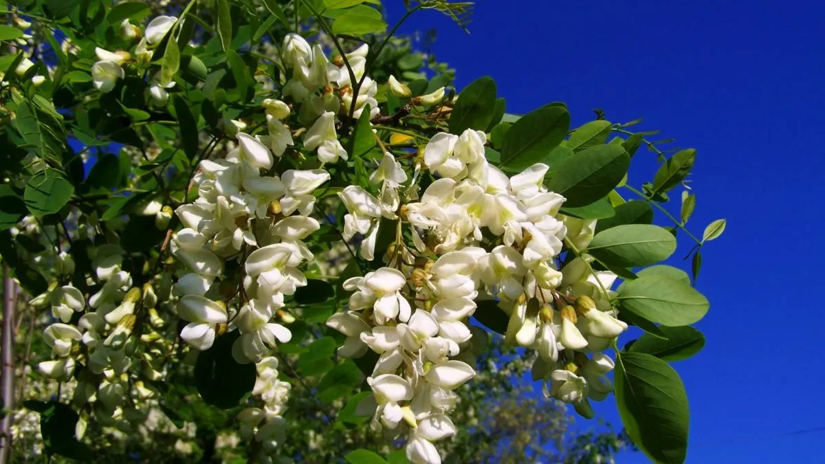 Sonwu Liefern Sophora Japonica Extrakt Troxerutin Rutin