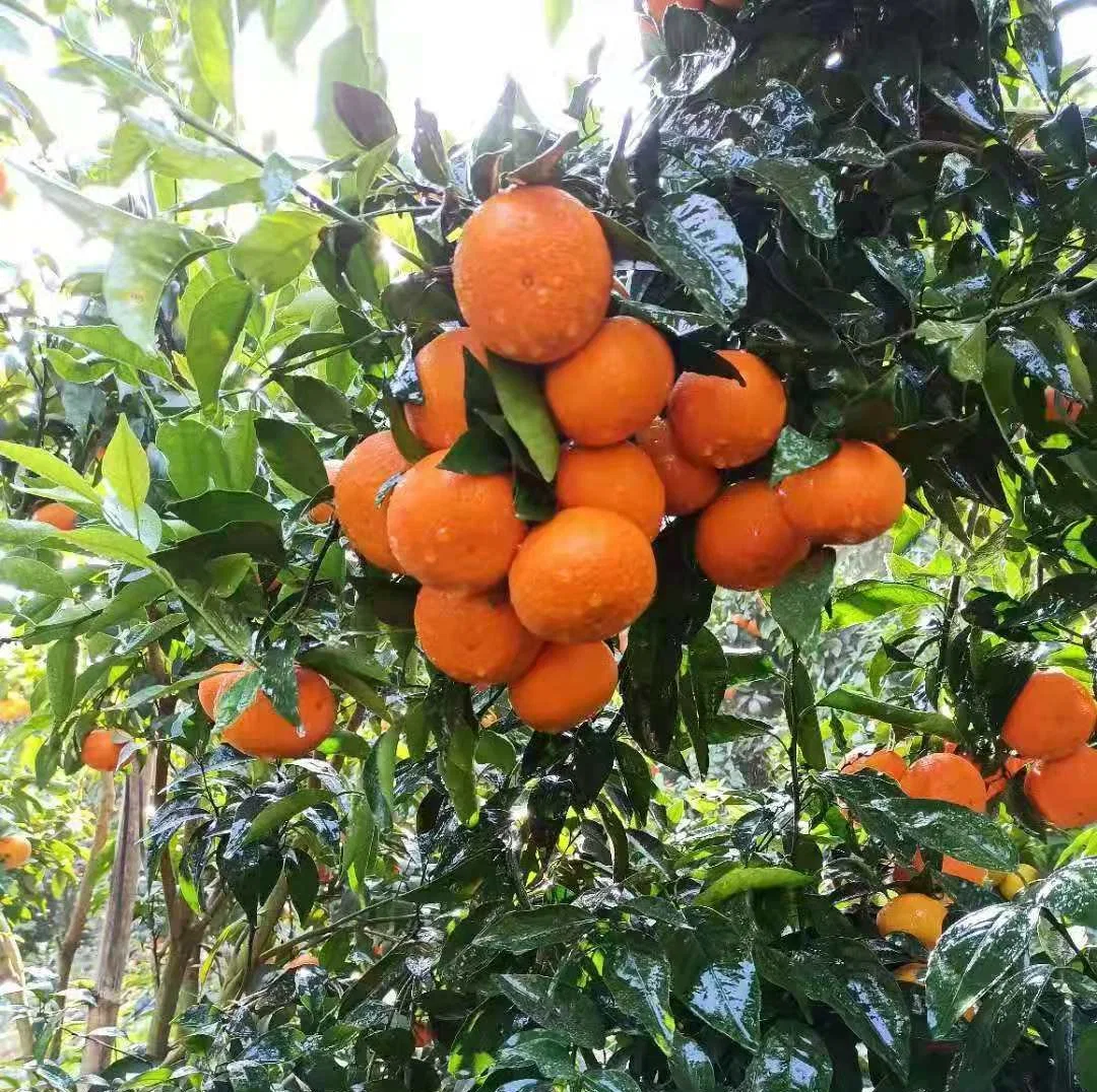 Chinese Fresh, Sweet and High-Quality Mandarin