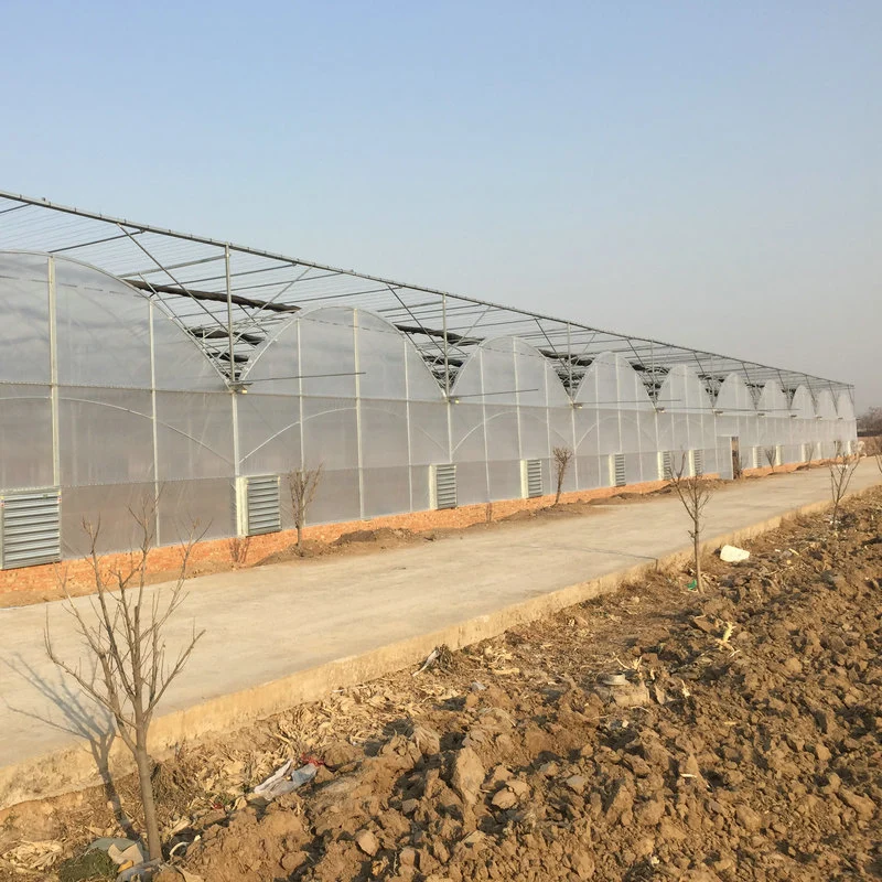 Multispan Plastic Film Covered Commercial Greenhouse with Tomato Hydroponics