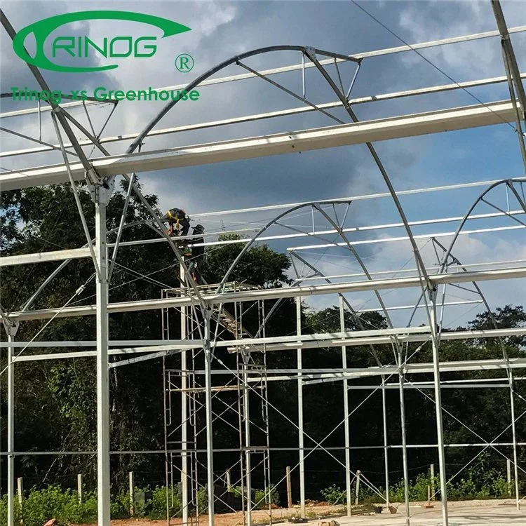 Large Space Multi-Span Film Green House for Tomato Farm