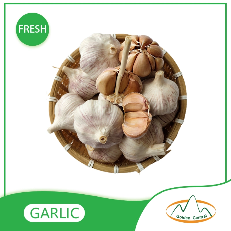 China Best Wholesale/Supplier Fresh Garlic Price with High quality/High cost performance  for Export