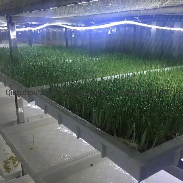 Contenedor de la fábrica de la planta tipo de contenedor el cultivo hidropónico forraje de efecto invernadero del sistema