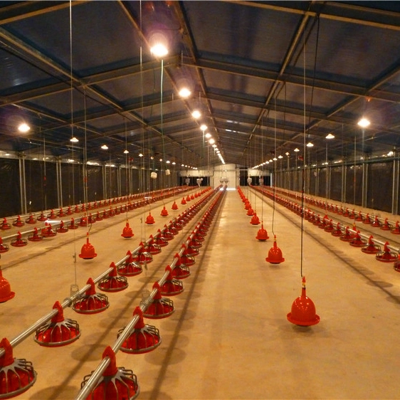 Steel Poultry House Chicken Shed Broiler House with Feeding Equipment