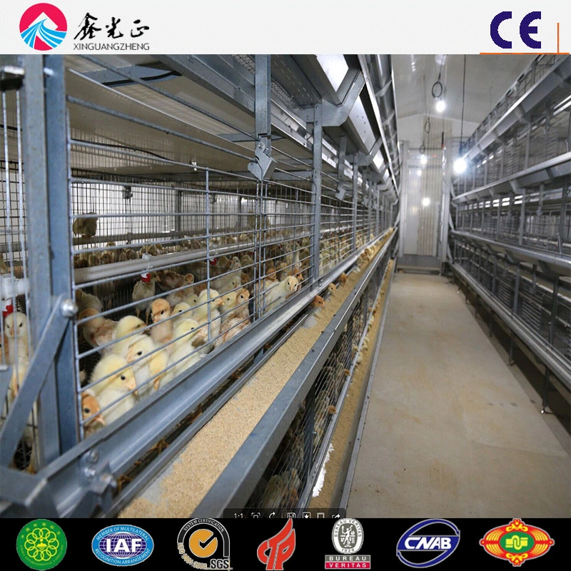 Automatic Feeding Layer Shed Egg Colleting Machine Cage System