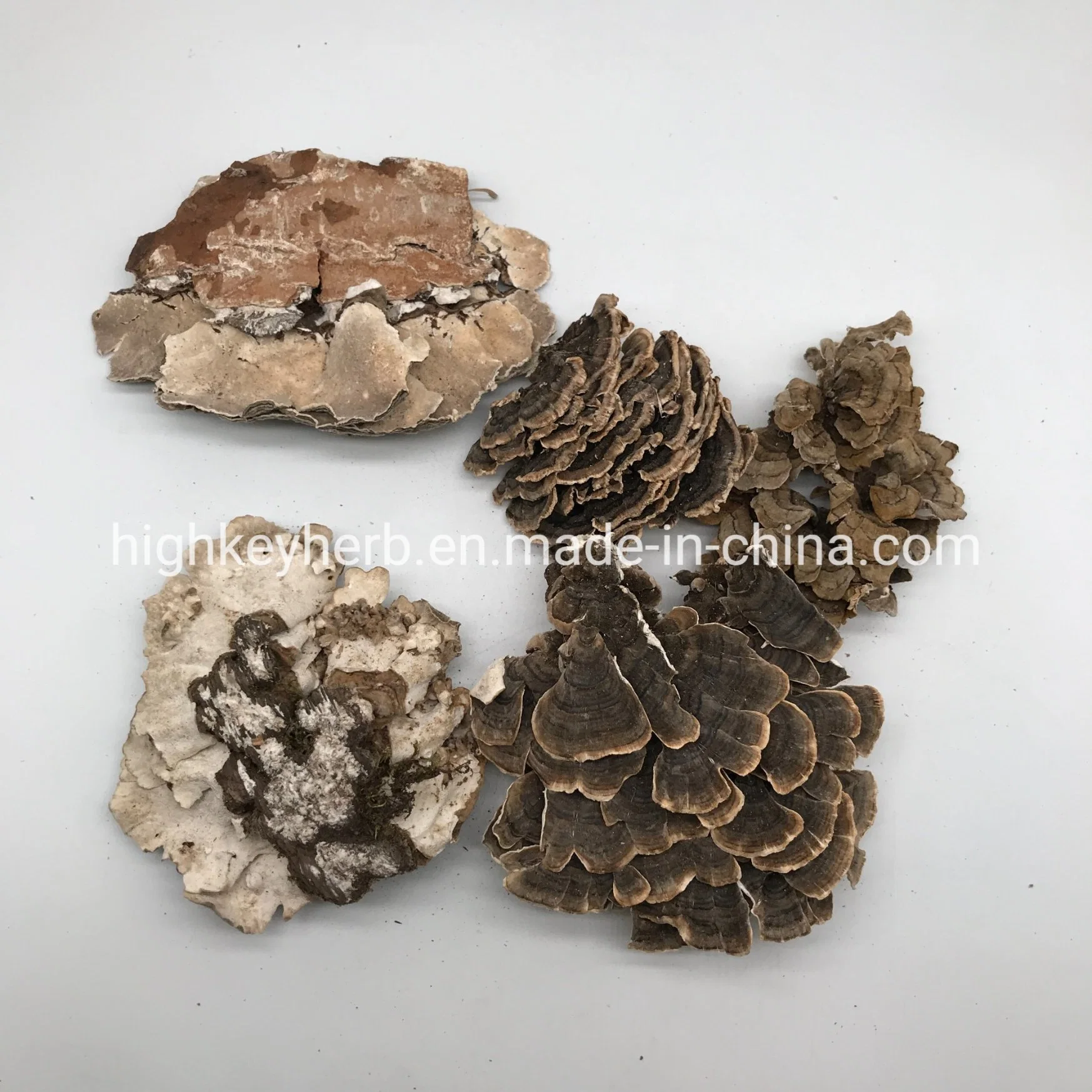 Neu Verkauf Food Grade Ganze Getrocknete Coriolus Versicolor Türkei Tail Pilz Chinesisches Kraut Regenbogen Conk