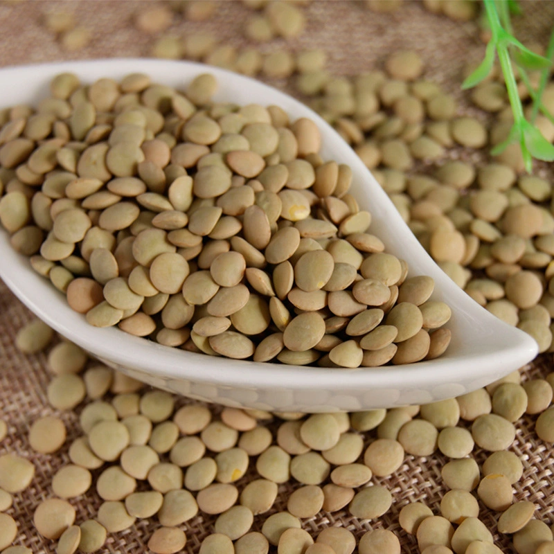 Lentil/Green Lentil New Crop Sale Food