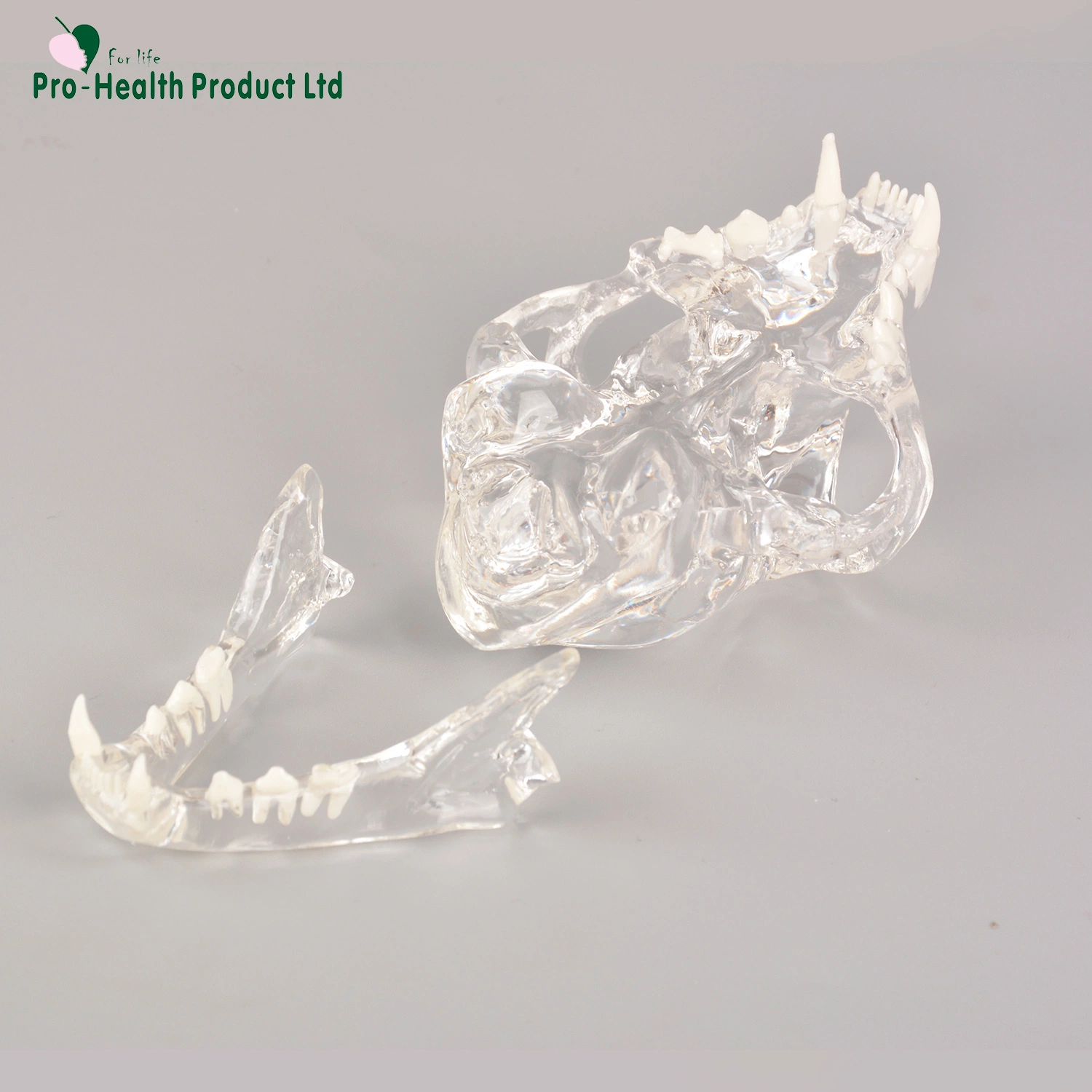 Feline Clear Anatomical Model (قم بمسح النموذج التشريحي