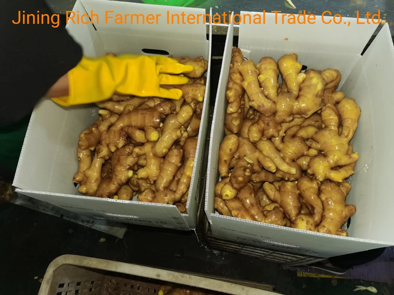 China Leading Fresh Ginger Supplier