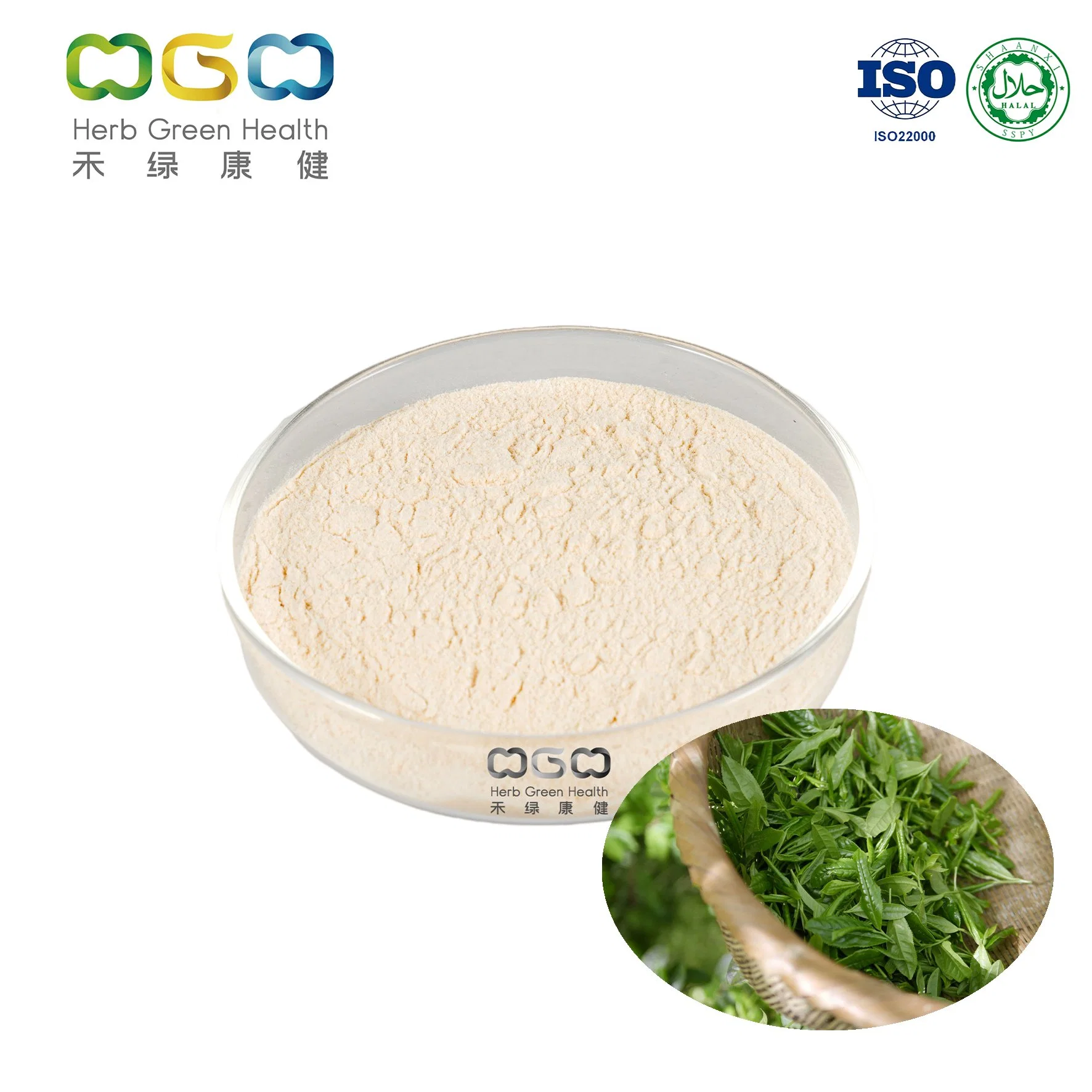 الصين المصنعين الساخنة البيع بالجملة مصنع الشاي الأخضر معتمد من ISO مستخرج EGCG 98% HPLC Powder