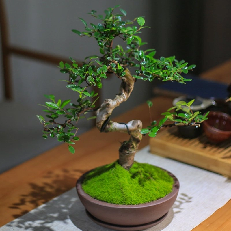 Installation réelle Hot Sale toutes sortes de variétés Orme Bonsai