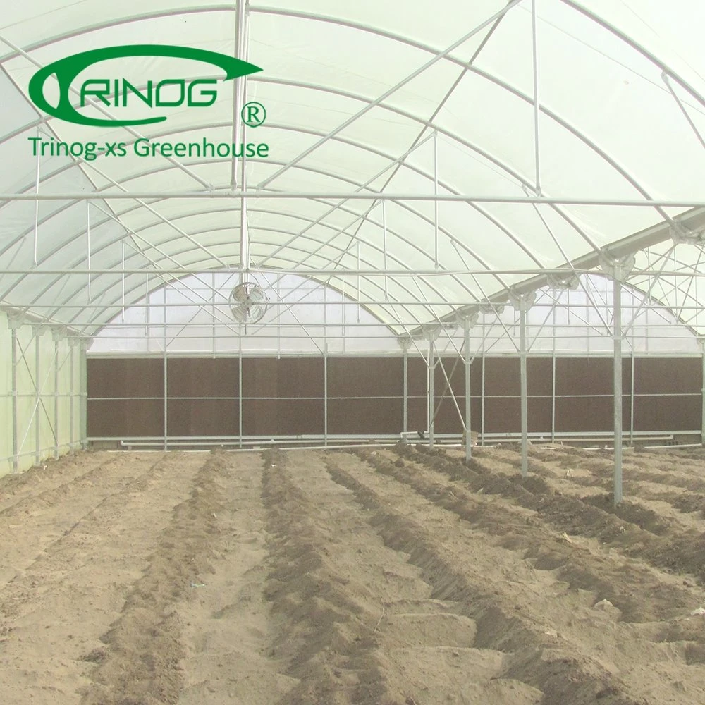 Large Single Span Film Agriculture Greenhouse