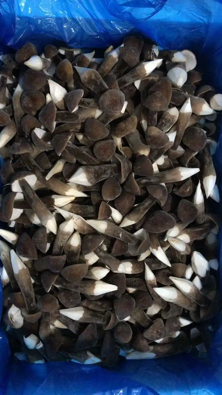 Black Health Food Dried Collybia Albuminosa Mushroom with Health Benefits