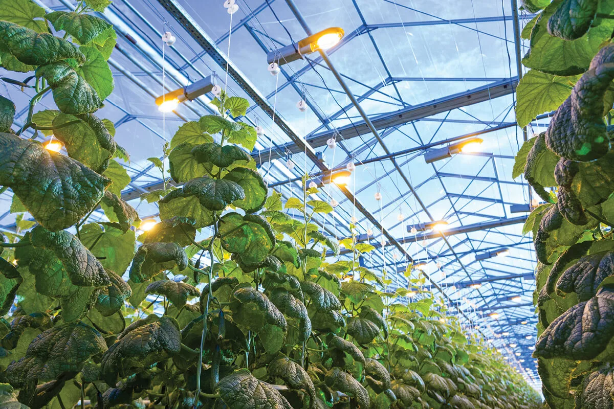 Smart Greenhouse with LED Grow Light for Medical Plants