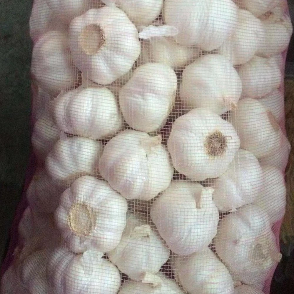 Fresh Garlic Garlicfresh 10kg Mesh Bag Fresh Garlic