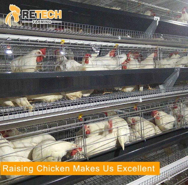 New Type H type layer rearing cage poultry equipment