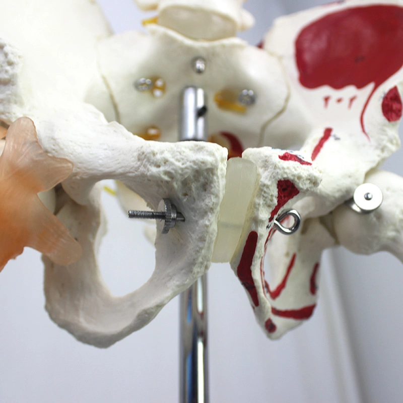 Biological Lab Teaching Models Nature Size 170cm Human Skeleton Models with Ligament of PVC