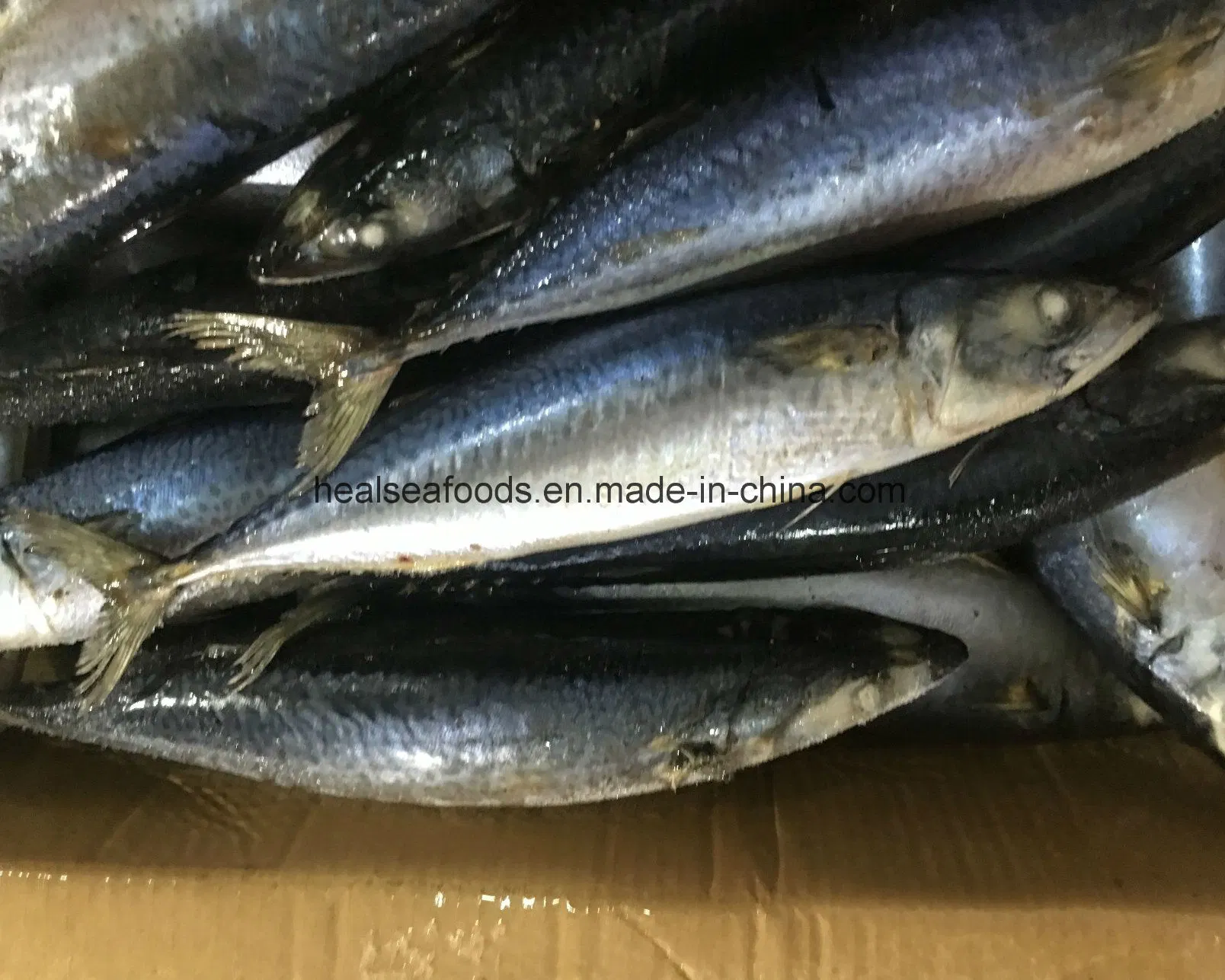 Best Frozen Pacific Mackerel with Factory Price