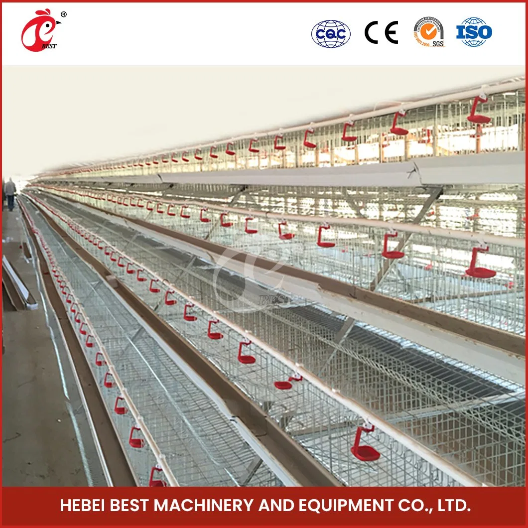 Bestchickencage a Type Chicken Pullet House Cage Breeder Cage China Superior Pullet Chicks Coop Supplier OEM Customized PP Material Modern Chicken House