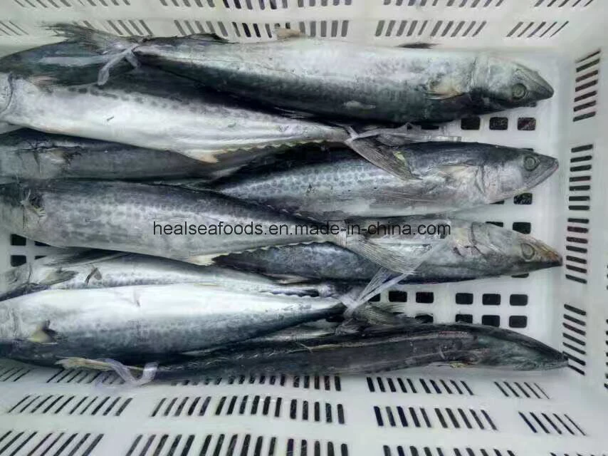 Chinese Frozen Spanish Mackerel Fish Supplier