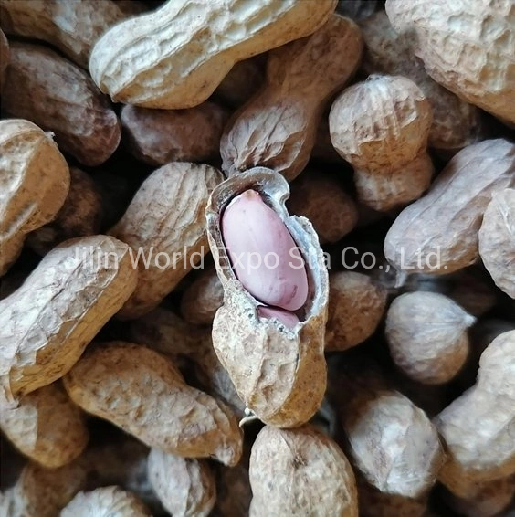 Peanut in Shell 13/15 From Professional Factory to Export