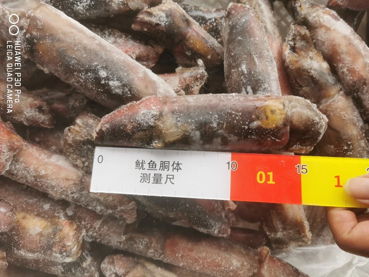 South China Sea Catching Bulk Frozen Black Squid Supplier