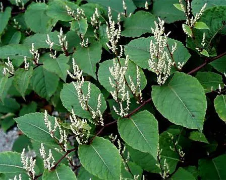 Polygonum Cuspidatum экстракт корня Emodin порошок