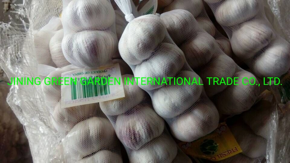 2022 Fresh China Garlic White Garlic Red Garlic Peeled Garlic Snow White Garlic Normal White Garlic Pure White Garlic 4.5cm, 5.0cm, 5.5cm, 6.0cm, 6.5cm up