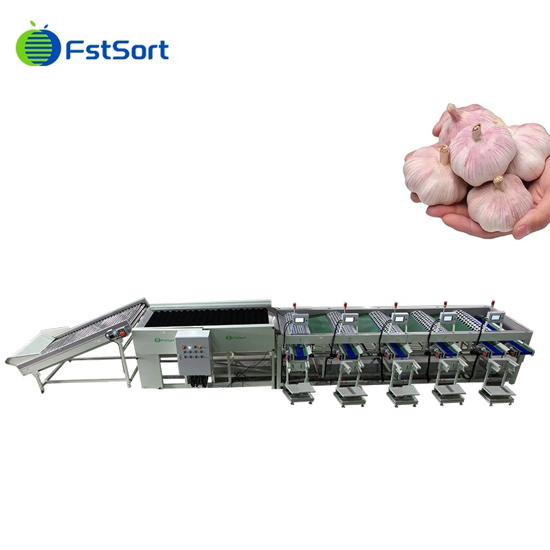 Hohe Effizienz Automatische Knoblauchbrechung Peeling Sortiermaschine Knoblauch Reiniger Maschine Knoblauch Waschmaschine zum Verkauf