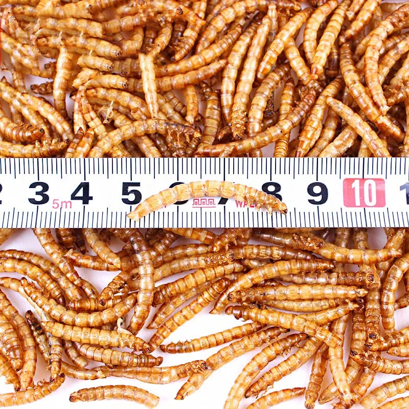 Supply of Export-Grade Dried Mealworms Dried Bread Mealworms Yellow Mealworm Bird Feed