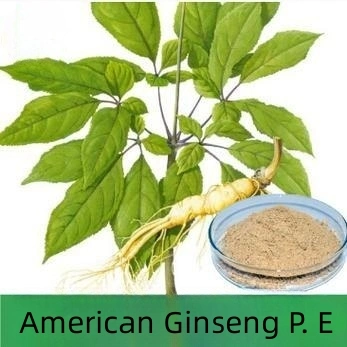 Bester Verkauf American Ginseng P. E Extrakt