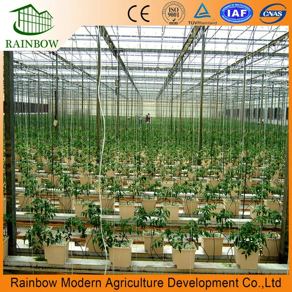 Modren Agriculture Greenhouse Hydroponics Growing System