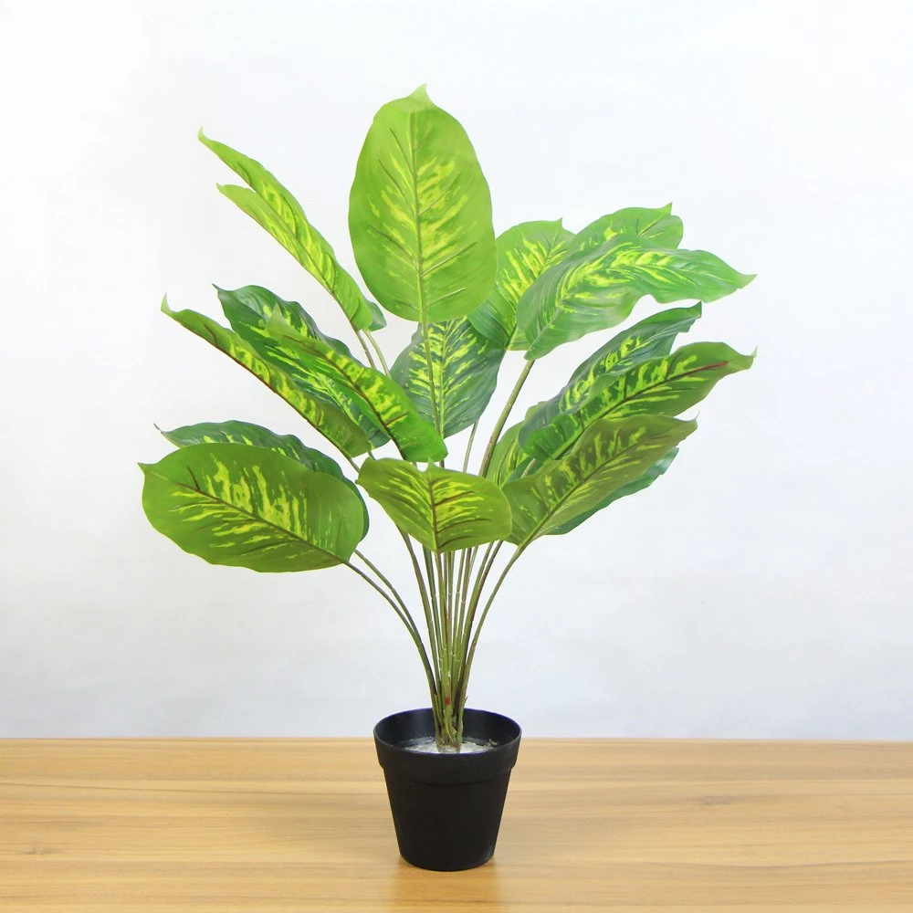 Most Beautiful Inexpensive Green Plant Potted for Outside Decoration