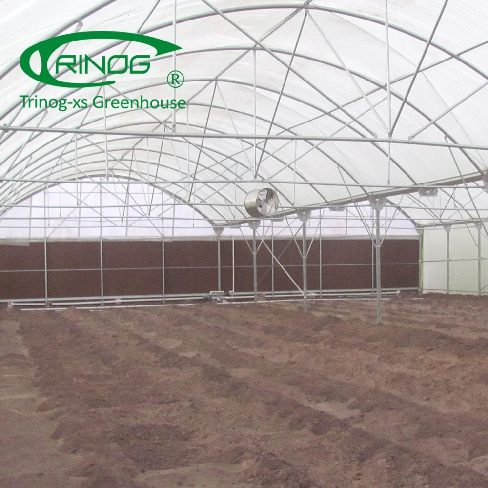 Large Single Span Film Agriculture Greenhouse