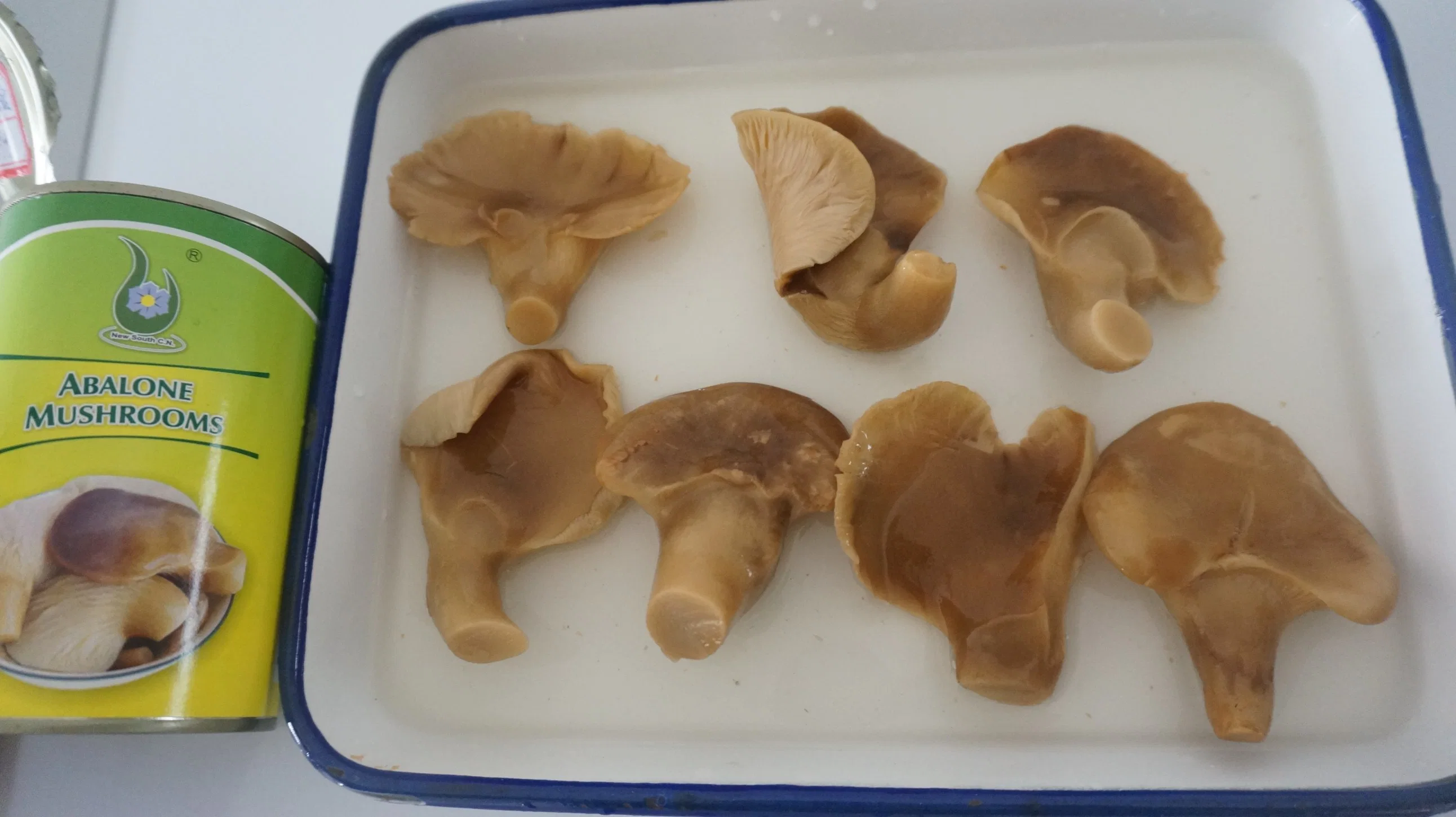 Huître en conserve/ champignon d'abalone (pleurotus ostratus) exportation de produits au Vietnam