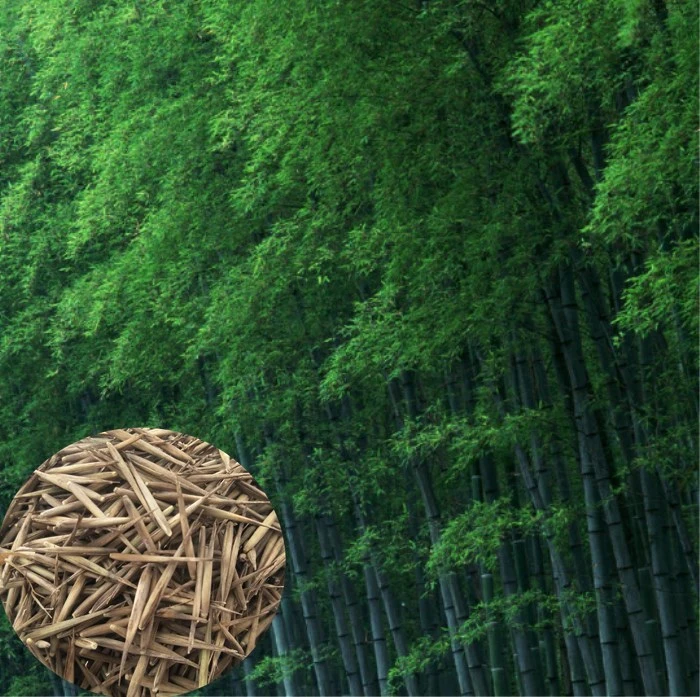 high germiration Phyllostachys pubescens seeds moso bamboo seeds