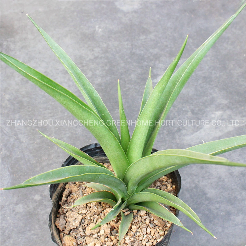 Sansevieria Green Banana Snake Plant