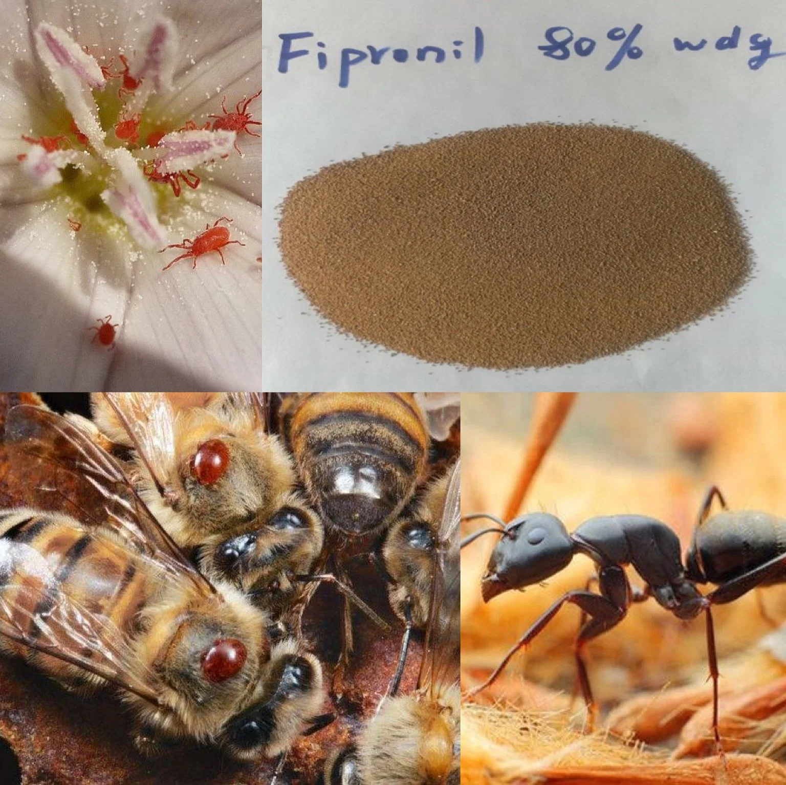 Organic Chemicals Fipronil Employed for Ant Control