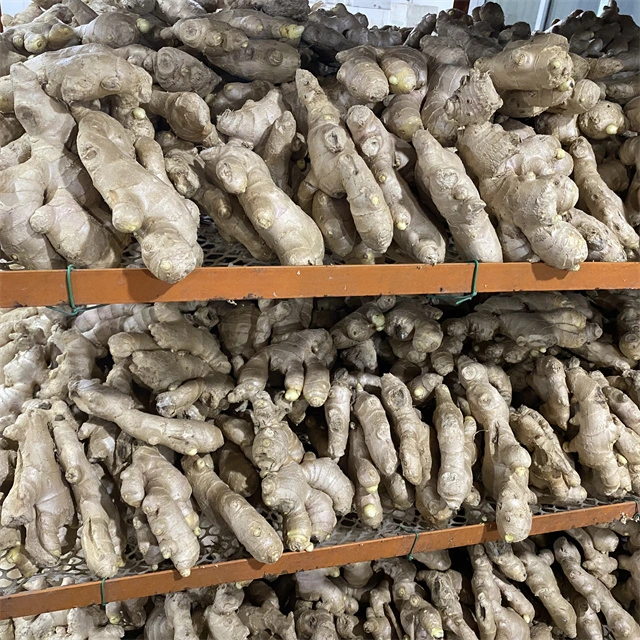 Chinese Highest Euro Quality Standard Factory Air Dried Ginger