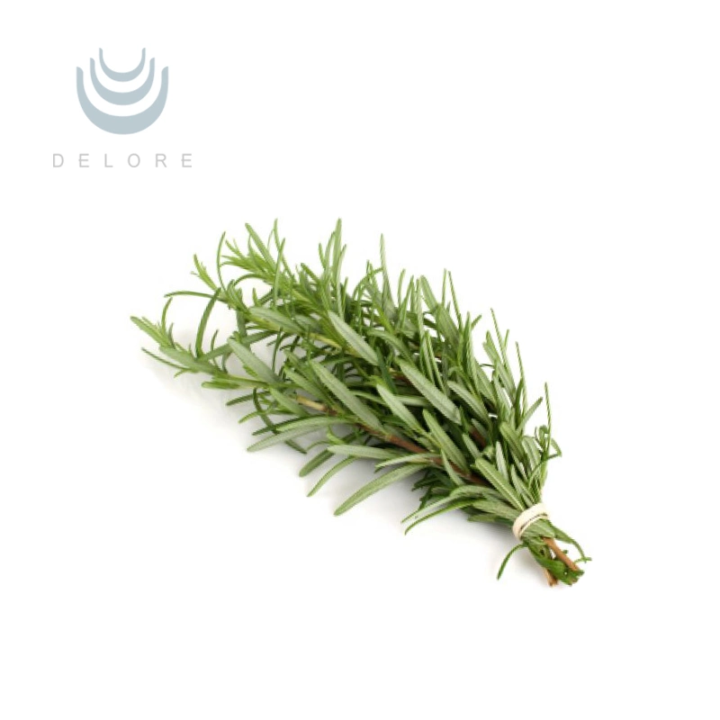 Antioxidants Plant Extract Water Soluble Rosemary Extract Rosmarinic Acid Rosemary Powder Extract