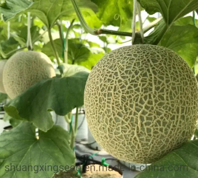 Sweet Hami Melon Seeds Musk Melon Seeds for Sowing