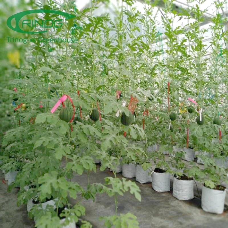 Sparsamer Anbau Hydroponics System Film Landwirtschaftlichen Green House für Gemüse Wachstum