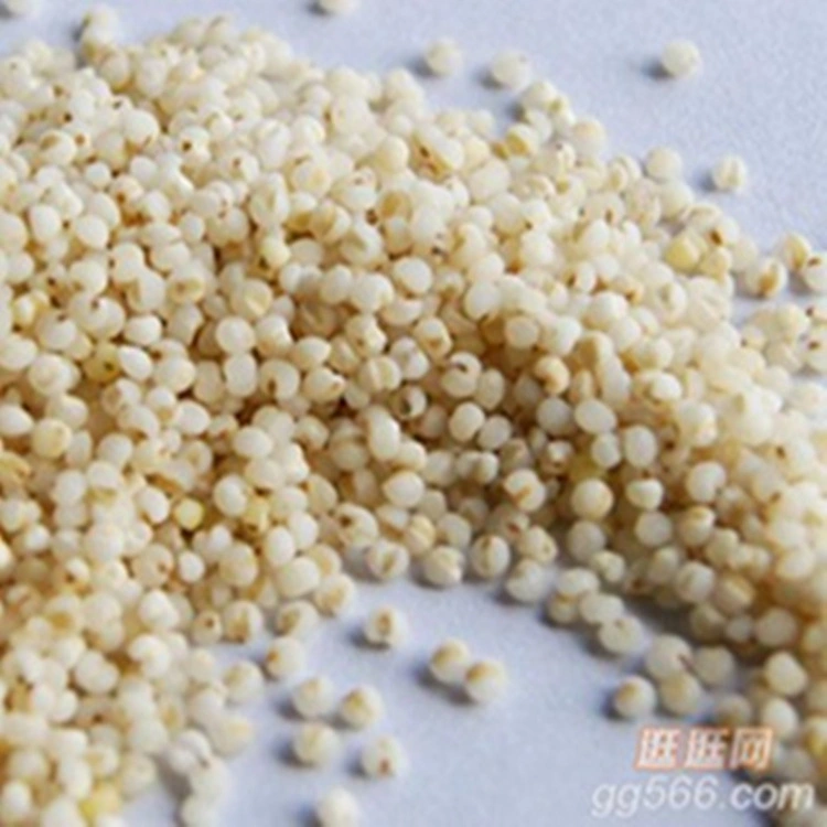 The Chinese Academy of Agricultural Sciences Recommends Planting Edible Millet