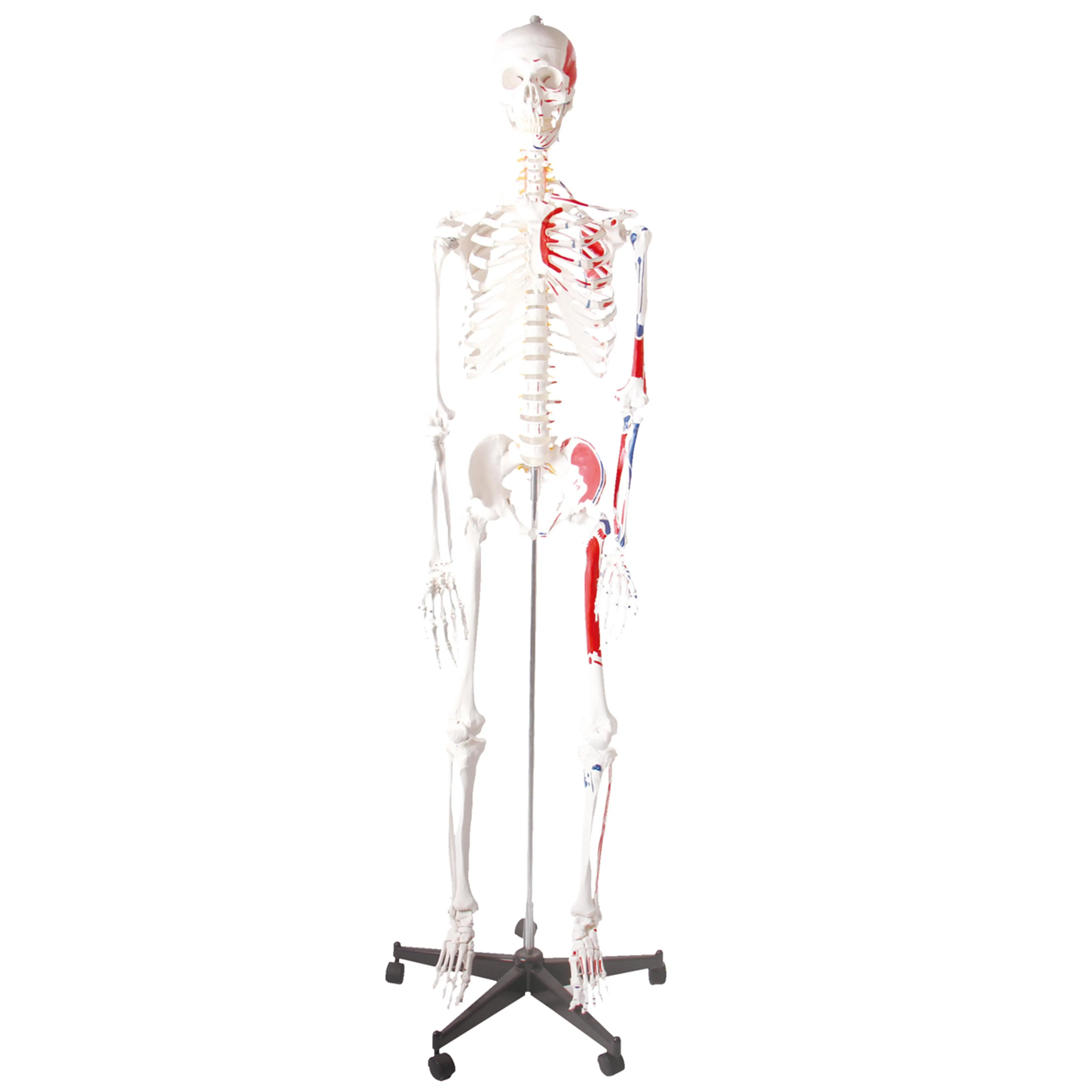 Laboratorio modelos de enseñanza biológica modelos de la naturaleza tamaño 170cm esqueleto Muscular humano modelos de PVC